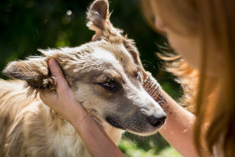 Therapiesitzung mit Hund
