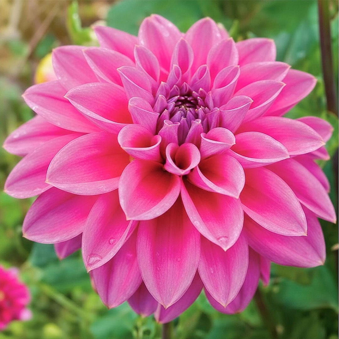 Dalia (Dahlia spp.)