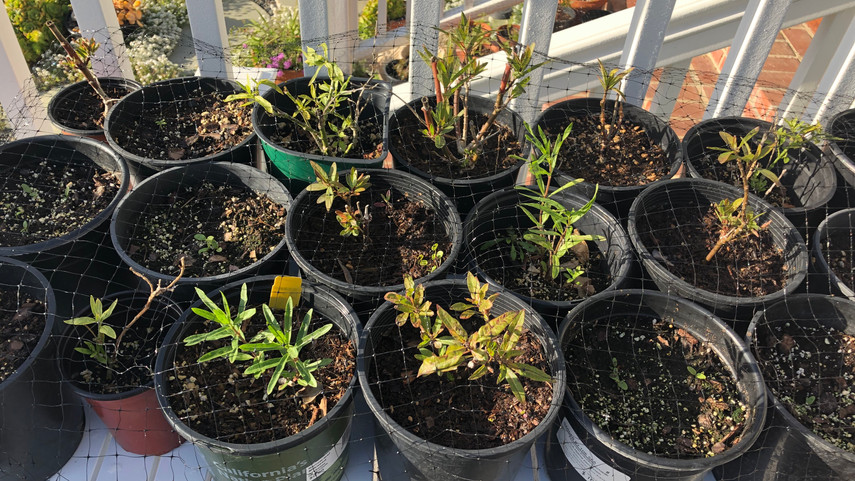 Growing native narrow-leaf milkweed (Asclepias fascicularis)