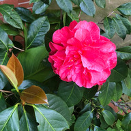 In our gardens