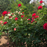 In our gardens