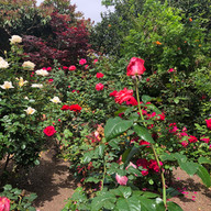 In our gardens