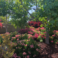 In our gardens