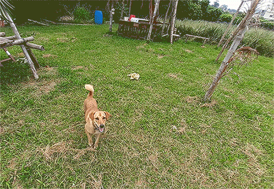 狗勾.gif