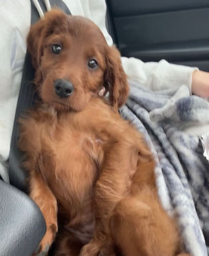 Belle's puppy1.jpg