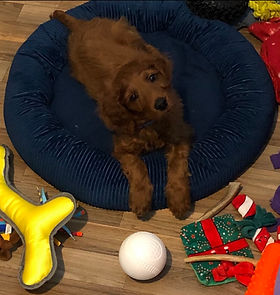 Cindy's puppy2.jpg
