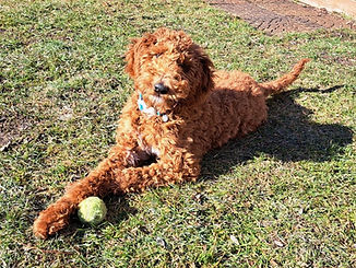 Ellen's puppy 2.JPG