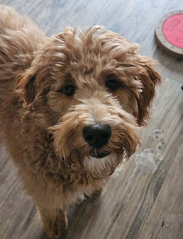 Rachel's puppy2.jpg