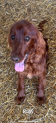 irish doodle breeder minnesota iowa wisconsin