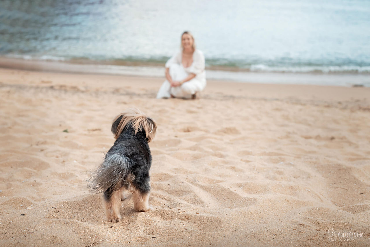 ensaio pet cachorro yorkshire na praia em Vitoria Espirito Santo