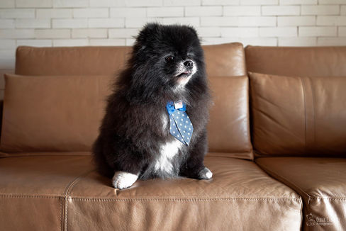 ensaio pet mãe de pet filho de 4 patas cachorro spitz Vitória Espirito Santo lifestyle