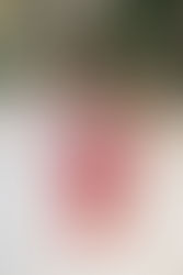 fotografia ensaio de natal pet cachorro com família e bebê em domicílio