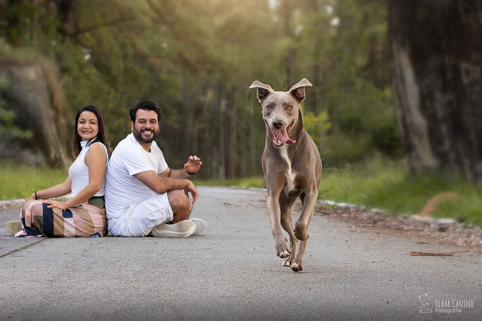 ensaio casal pet