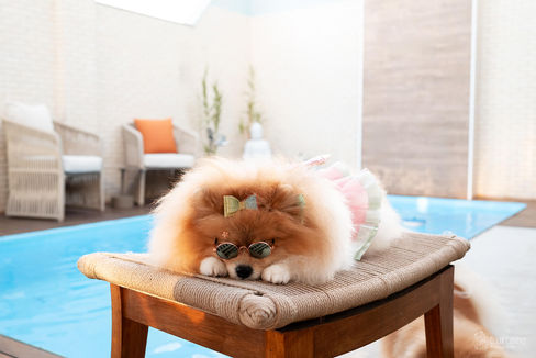mulher mãe de pet com 4 spitz fofos lulu da pomerânia em apartamento em Vitória Espirito Santo