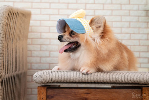 mulher mãe de pet com 4 spitz fofos lulu da pomerânia em apartamento em Vitória Espirito Santo