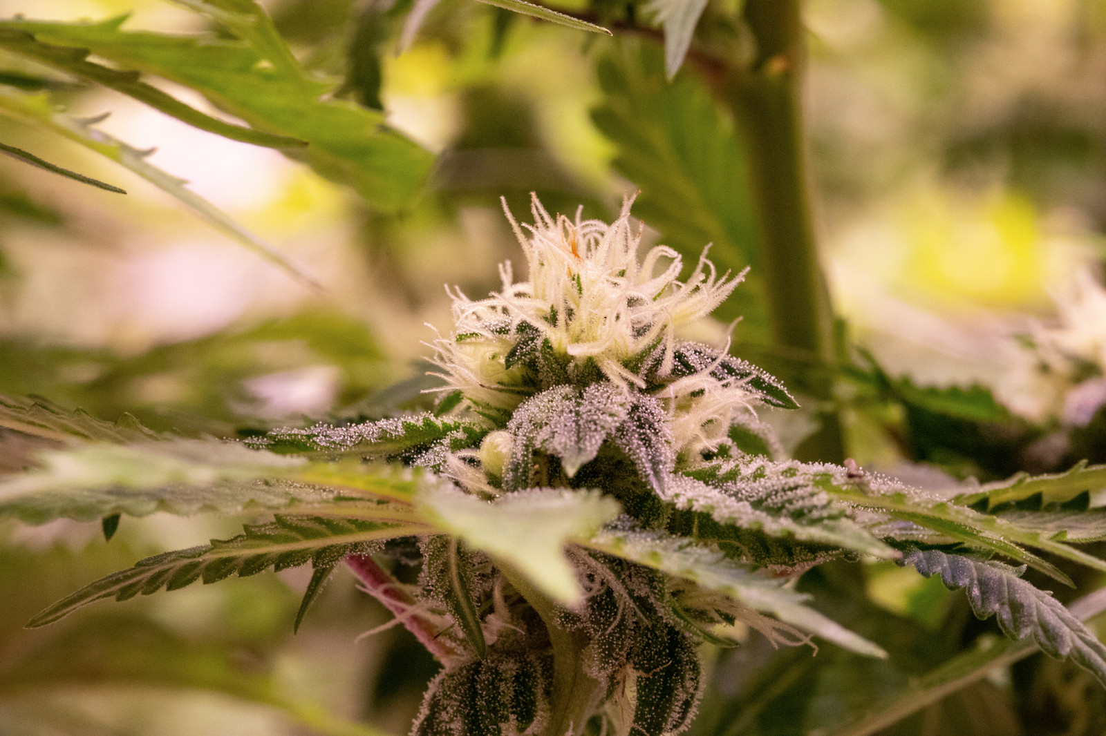 Peanut Butter Breath by Rio Vista Farms