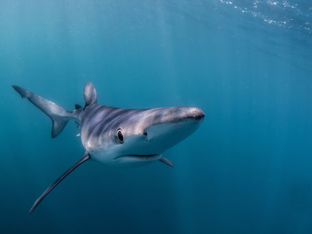 Art of the Photograph- Marshwood Vale