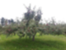 tree.jpeg