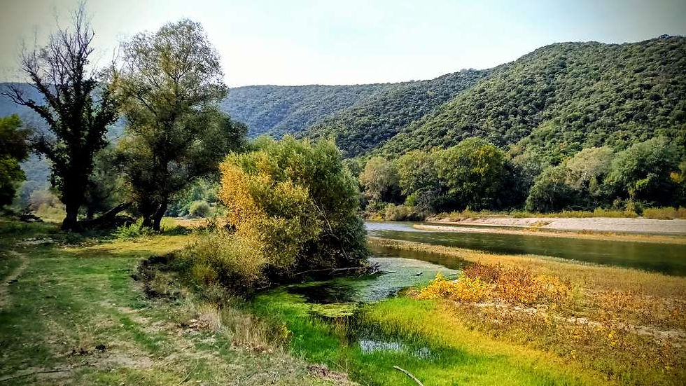 In der Stille des Waldes