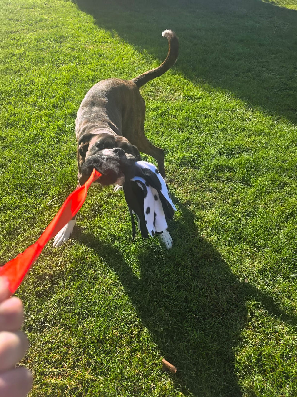 Boxer playing