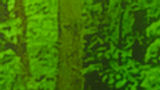 Bluebells painted_edited.jpg