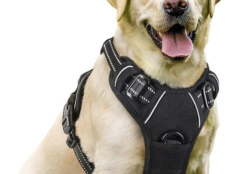 10 Most Popular Dog Harnesses