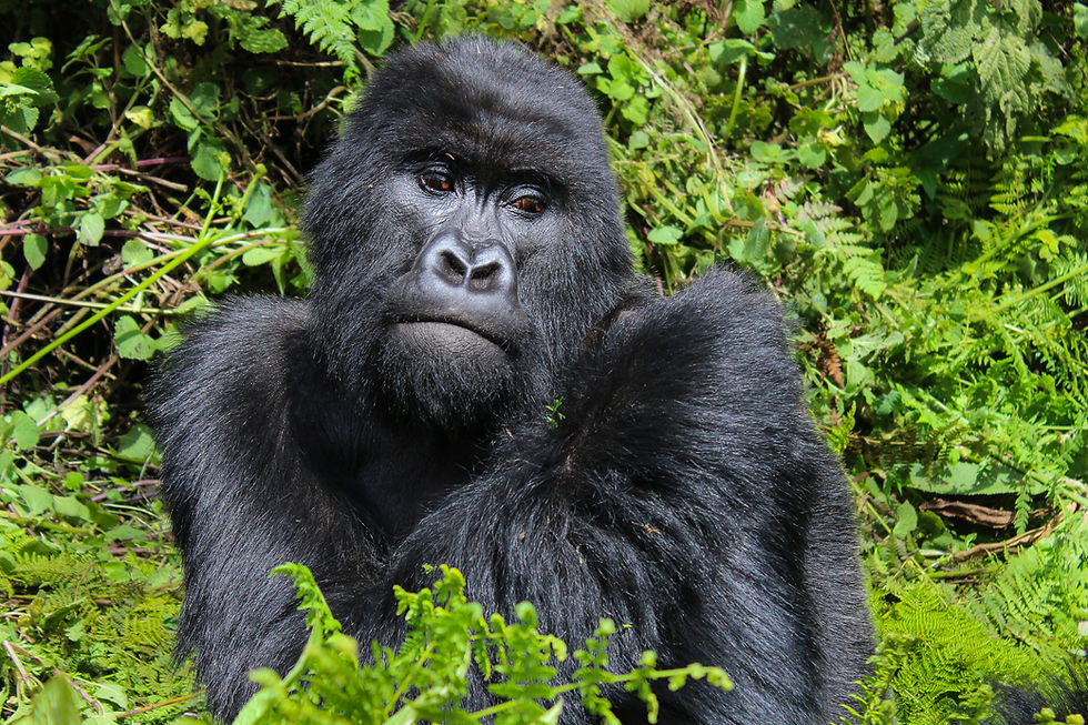Silverback Gorilla of Rwanda
