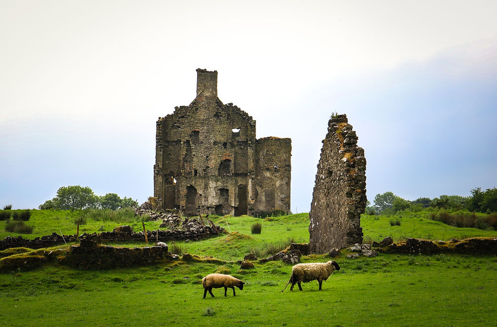 Sheep of Ireland