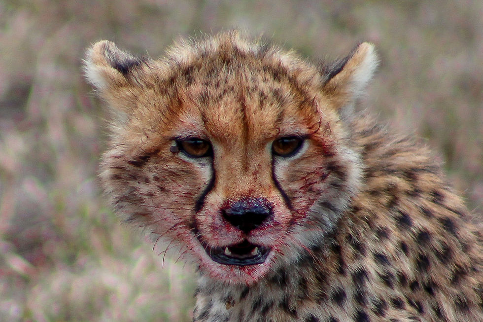 Cheetah Cub After Kill