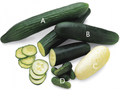 Cucmber -Ketimun