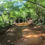 Miniatura: Selva