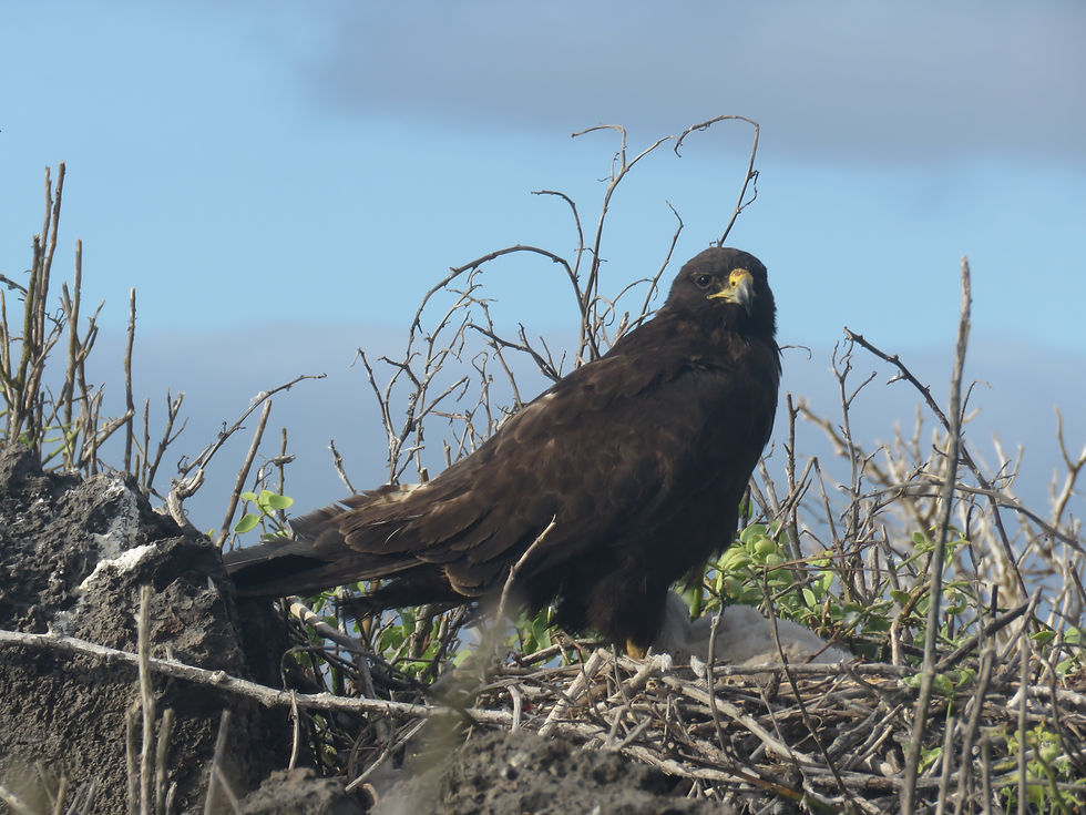 Galápagos Hawk