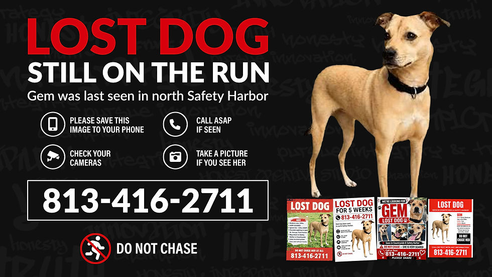 Marketing Lessons from a Missing Dog