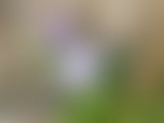 Blue being Transmission with High Angelic Attunement