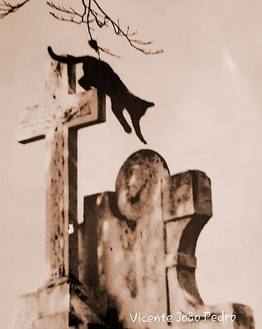 gato.jpg