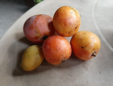 MANGO.jpeg
