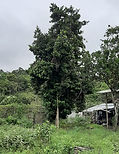 MAMEY(1).jpeg