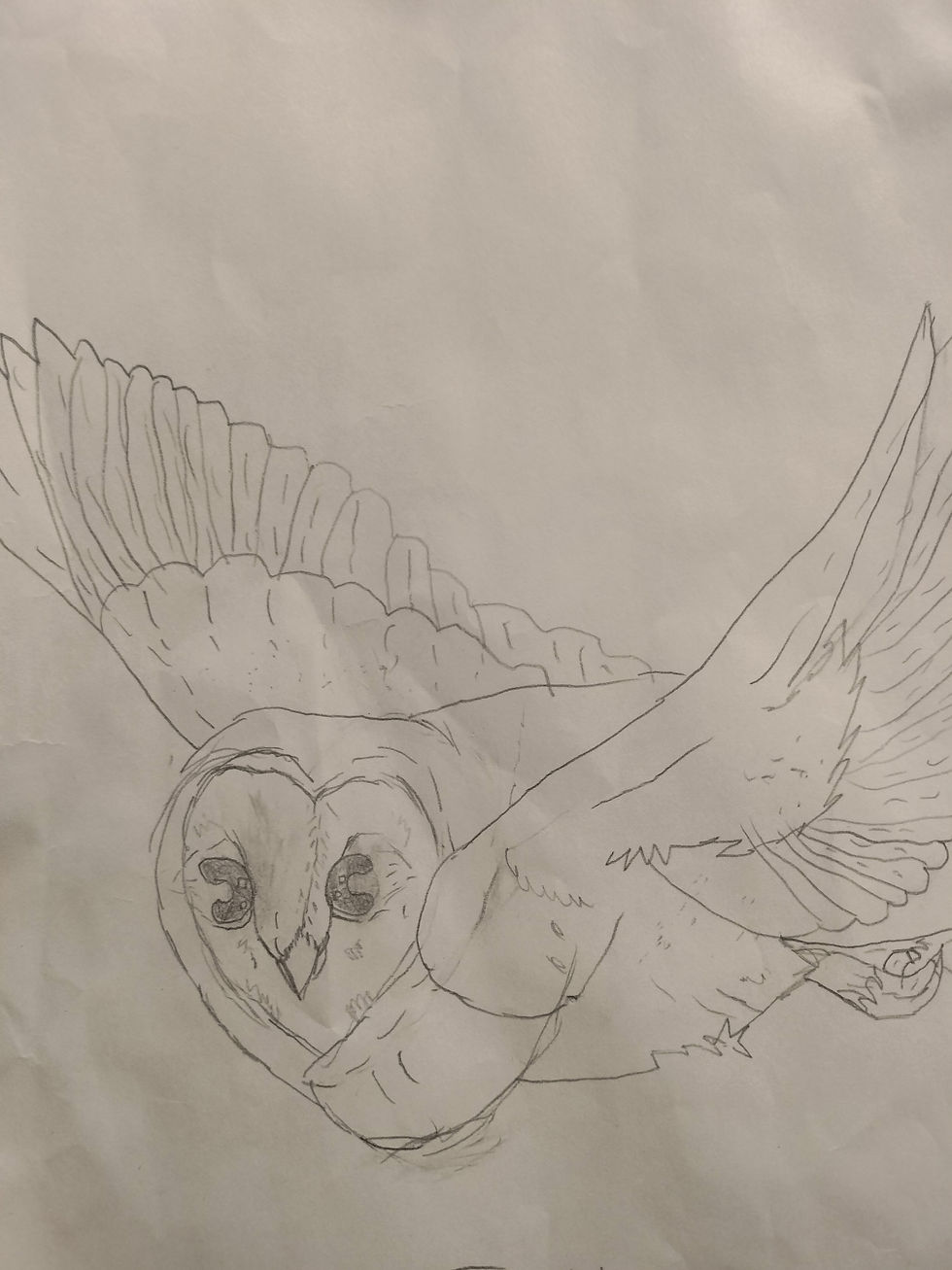 Owl $10