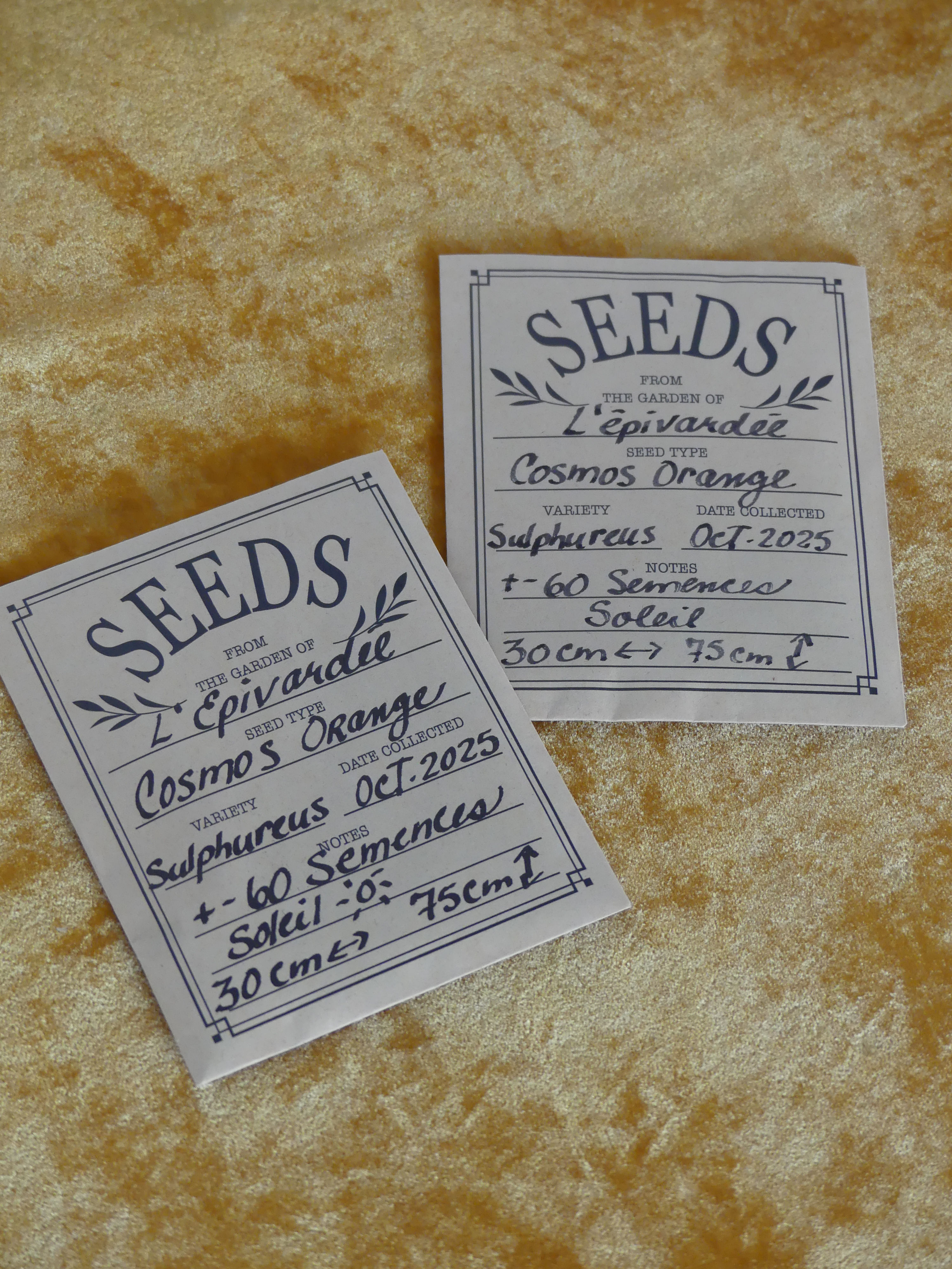 Semences cosmos sulfureux