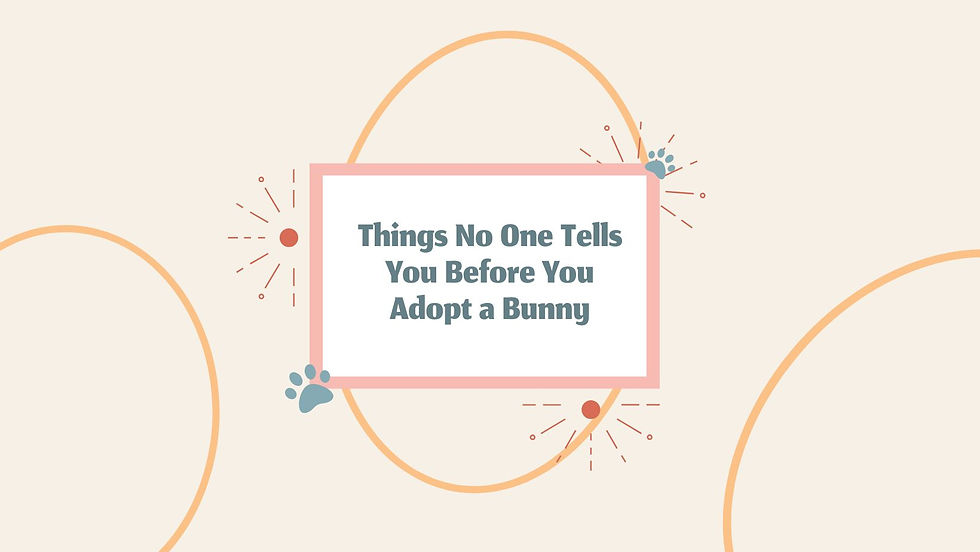 what to know before adopting a bunny