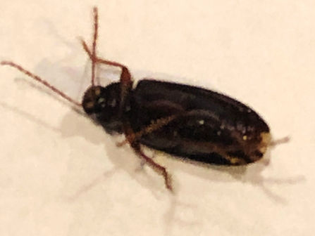Clark Pest Remedy: Your One-Stop Shop for Affordable and Guaranteed Pest Control in McDonough, Ga.