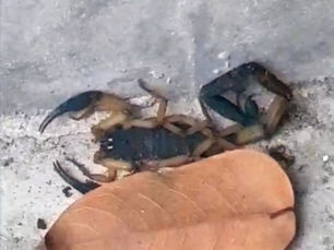 Clark Pest Remedy's Guide to Identifying and Controlling Scorpions in McDonough, GA