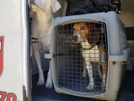 Using K9 Bed Bug Dogs in Senior Living !
