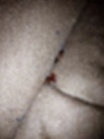 bed bugs couch atlanta