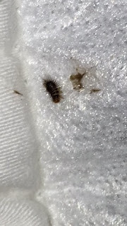 carpet beetle, savannah, georgia
