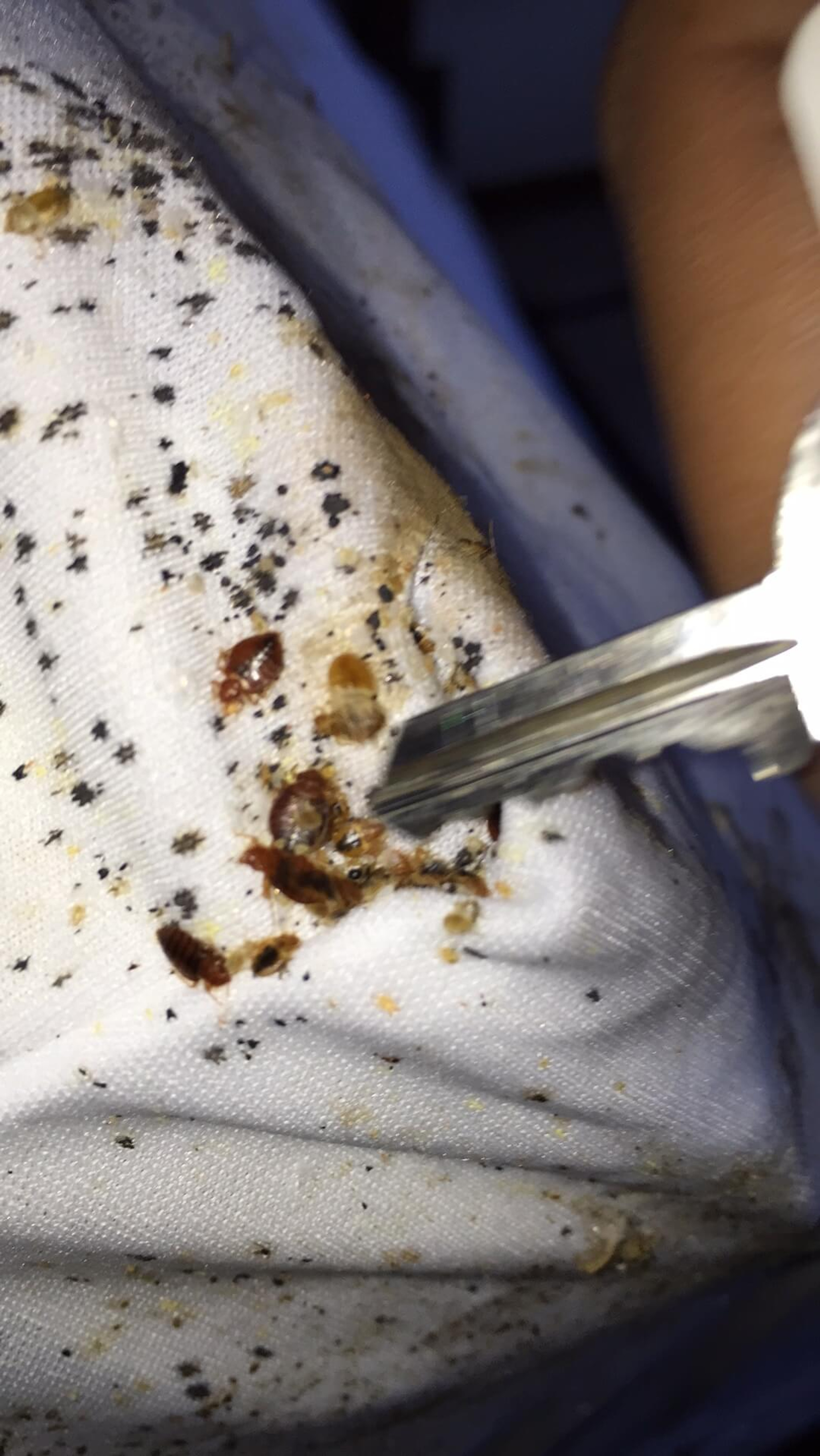 Decatur bed bugs exterminator bed bugs dogs
