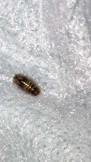 Carpet Beetle, atlanta, georgia