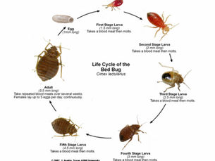 What Are Bed Bugs ? McDonough - Griffin - Jackson, Georgia