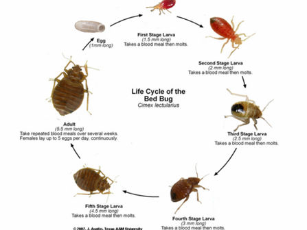 What Are Bed Bugs ? McDonough - Griffin - Jackson, Georgia