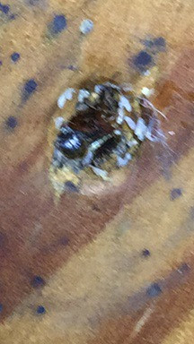 Bed bug eggs screw hole Atlanta macon